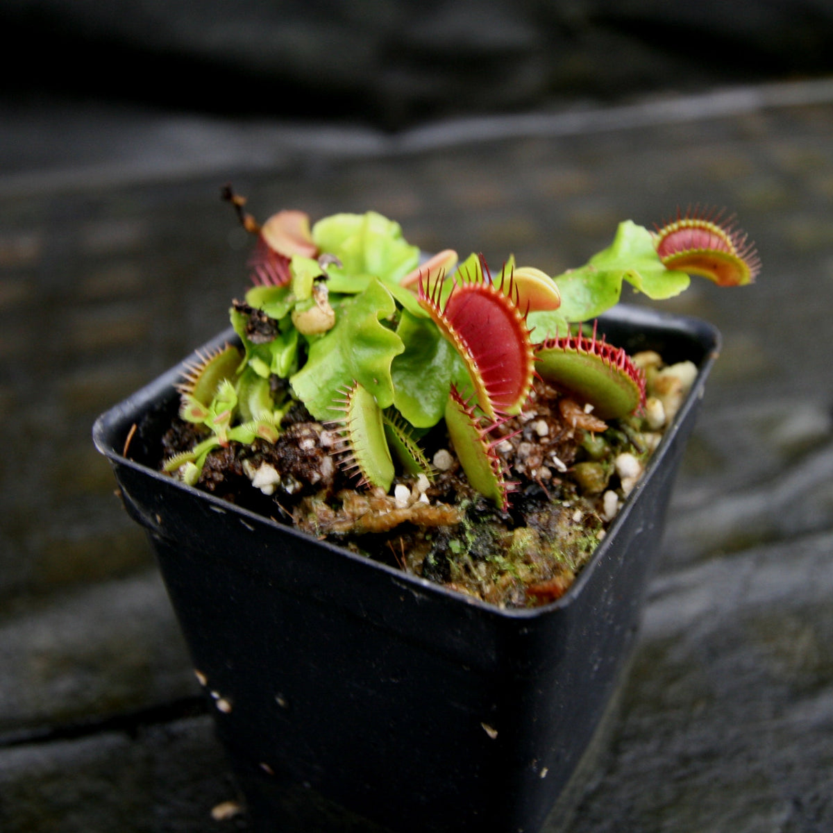 Venus Flytrap- Dionaea muscipula 