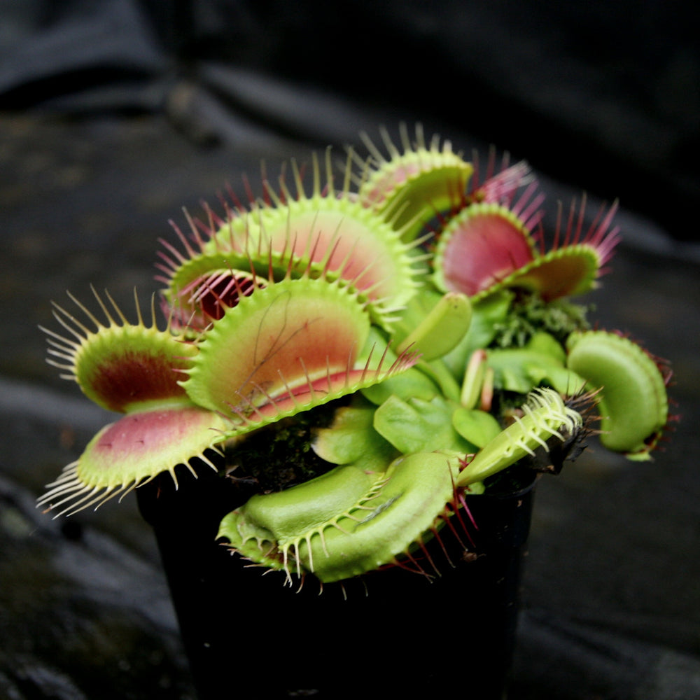 
                      
                        Venus Flytrap - Dionaea muscipula 'B-52' Wholesale
                      
                    