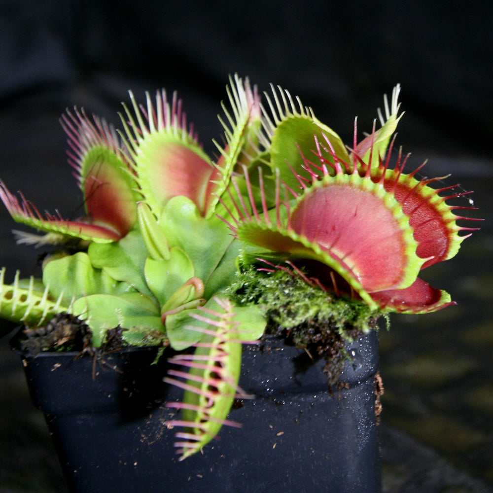 
                      
                        Venus Flytrap - Dionaea muscipula 'B-52' Wholesale
                      
                    