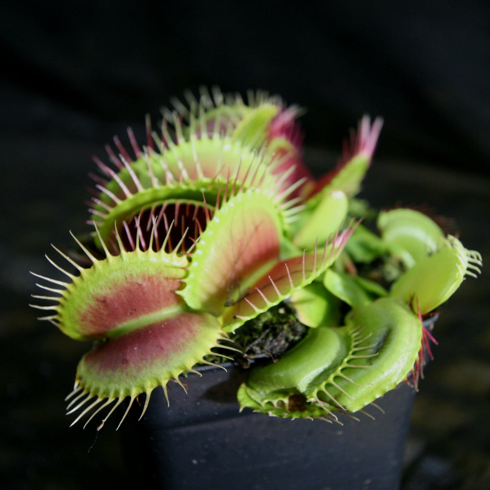 
                      
                        Venus Flytrap - Dionaea muscipula 'B-52' Tissue Culture Flask
                      
                    