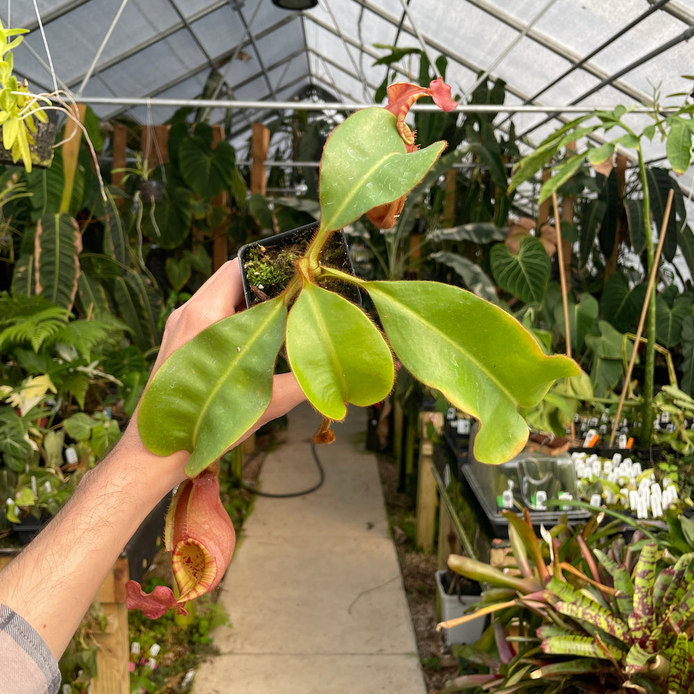 
                      
                        [A179] Nepenthes veitchii [(Murud x Candy) -Best Clone x "Cobra"] (XL, unpotted)
                      
                    