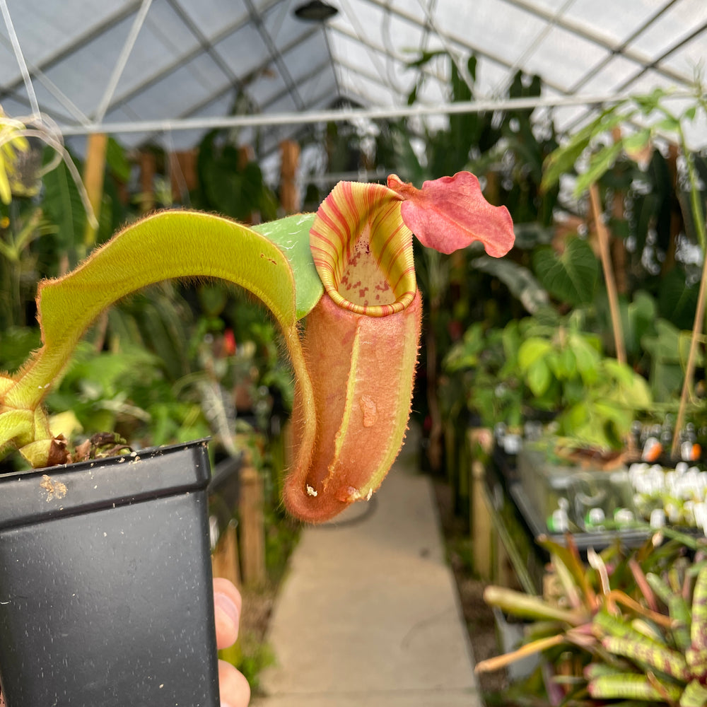 
                      
                        [A179] Nepenthes veitchii [(Murud x Candy) -Best Clone x "Cobra"] (XL, unpotted)
                      
                    