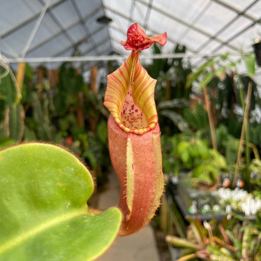 
                      
                        [A179] Nepenthes veitchii [(Murud x Candy) -Best Clone x "Cobra"] (XL, unpotted)
                      
                    