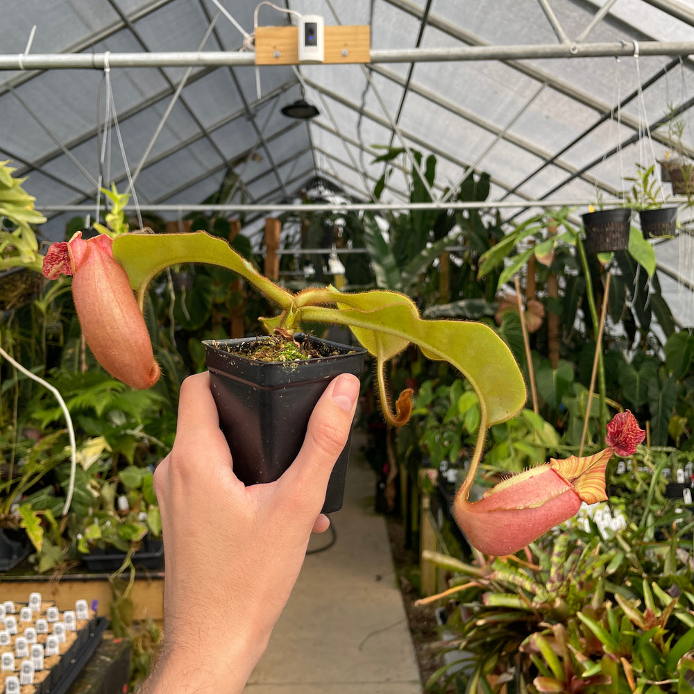 
                      
                        [A179] Nepenthes veitchii [(Murud x Candy) -Best Clone x "Cobra"] (XL, unpotted)
                      
                    