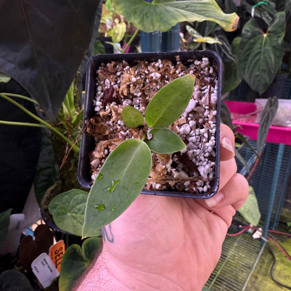 
                      
                        Anthurium warocqueanum, Queen Anthurium
                      
                    