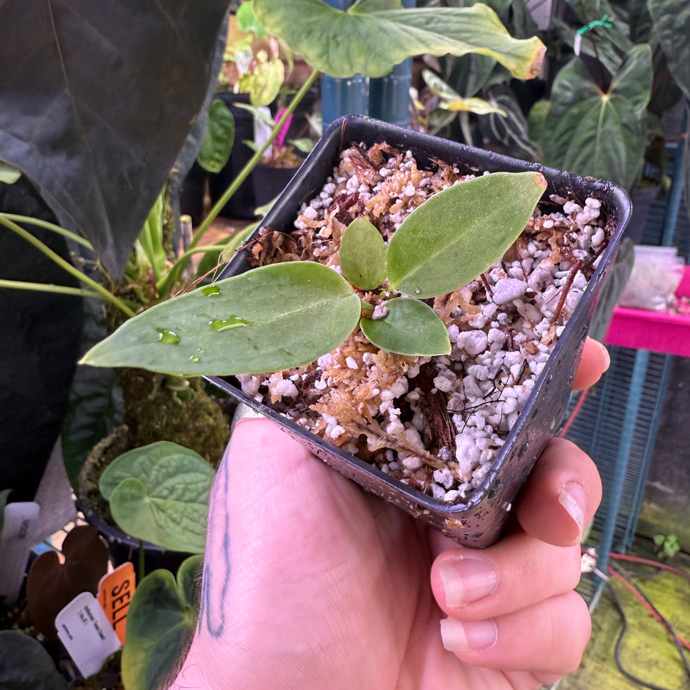 
                      
                        Anthurium warocqueanum, Queen Anthurium
                      
                    