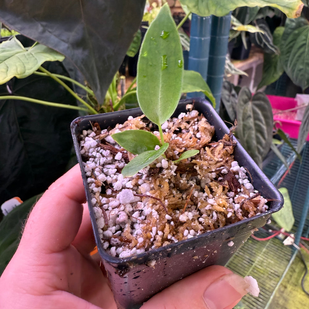 
                      
                        Anthurium warocqueanum, Queen Anthurium
                      
                    