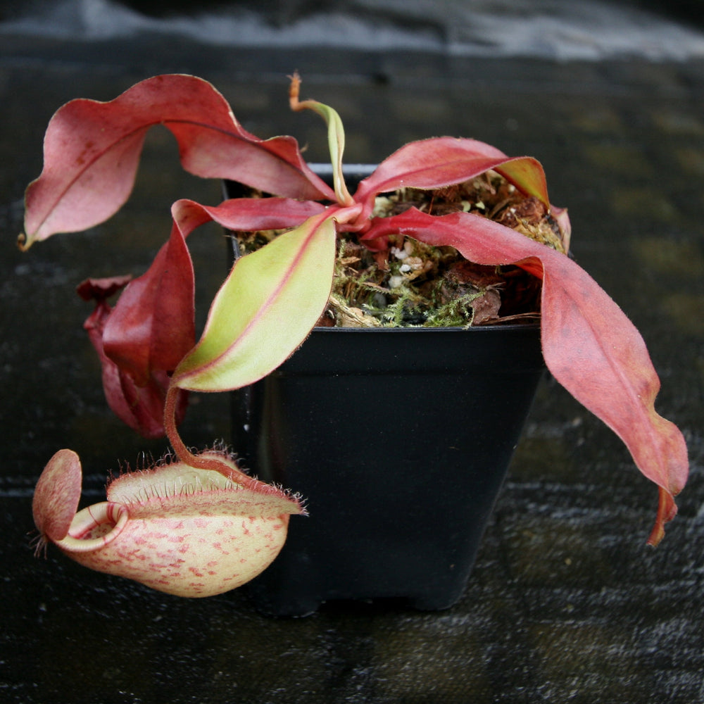 
                      
                        Nepenthes [(Viking x ampullaria) x ampullaria] x veitchii 'Pink Candy Cane', CAR-0233 Wholesale, pitcher plant, carnivorous plant, collectors plant, large pitchers, rare plants
                      
                    