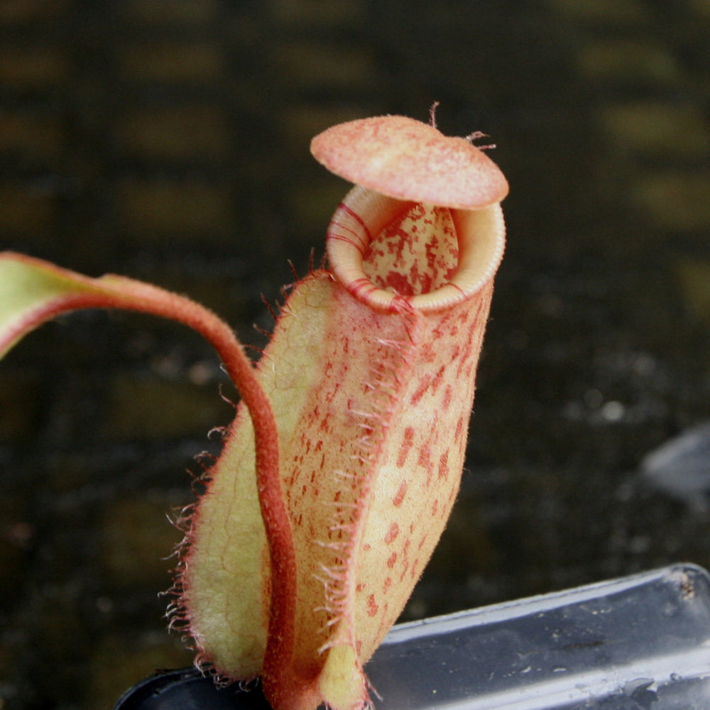 Nepenthes [(Viking x ampullaria) x ampullaria] x veitchii 'Pink Candy Cane', CAR-0233 Wholesale, pitcher plant, carnivorous plant, collectors plant, large pitchers, rare plants