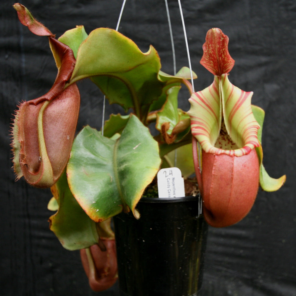 
                      
                         Nepenthes veitchii (k) “Big Mama” x “Pink Candy Cane” large squat striped peristome pitcher, Pitcher plant, carnivorous plant, collectors plant, large pitchers, rare nepenthes, terrarium plant, easy to grow nepenthes, beginner nepenthes, beginner pitcher plants, nepenthes hybrid, veitchii hybrid. 
                      
                    