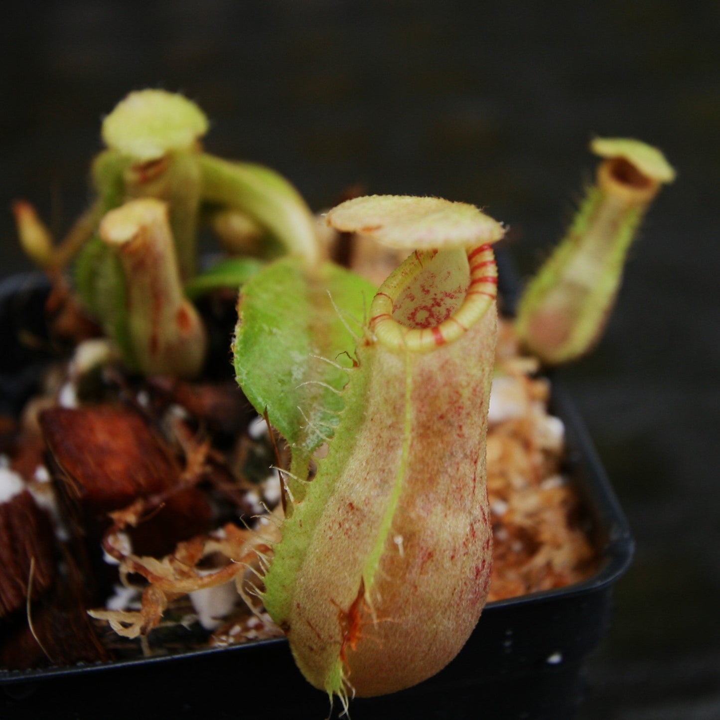 Nepenthes (spathulata x spectabilis) "BE Best" x veitchii "Cobra", CAR-0303 Wholesale