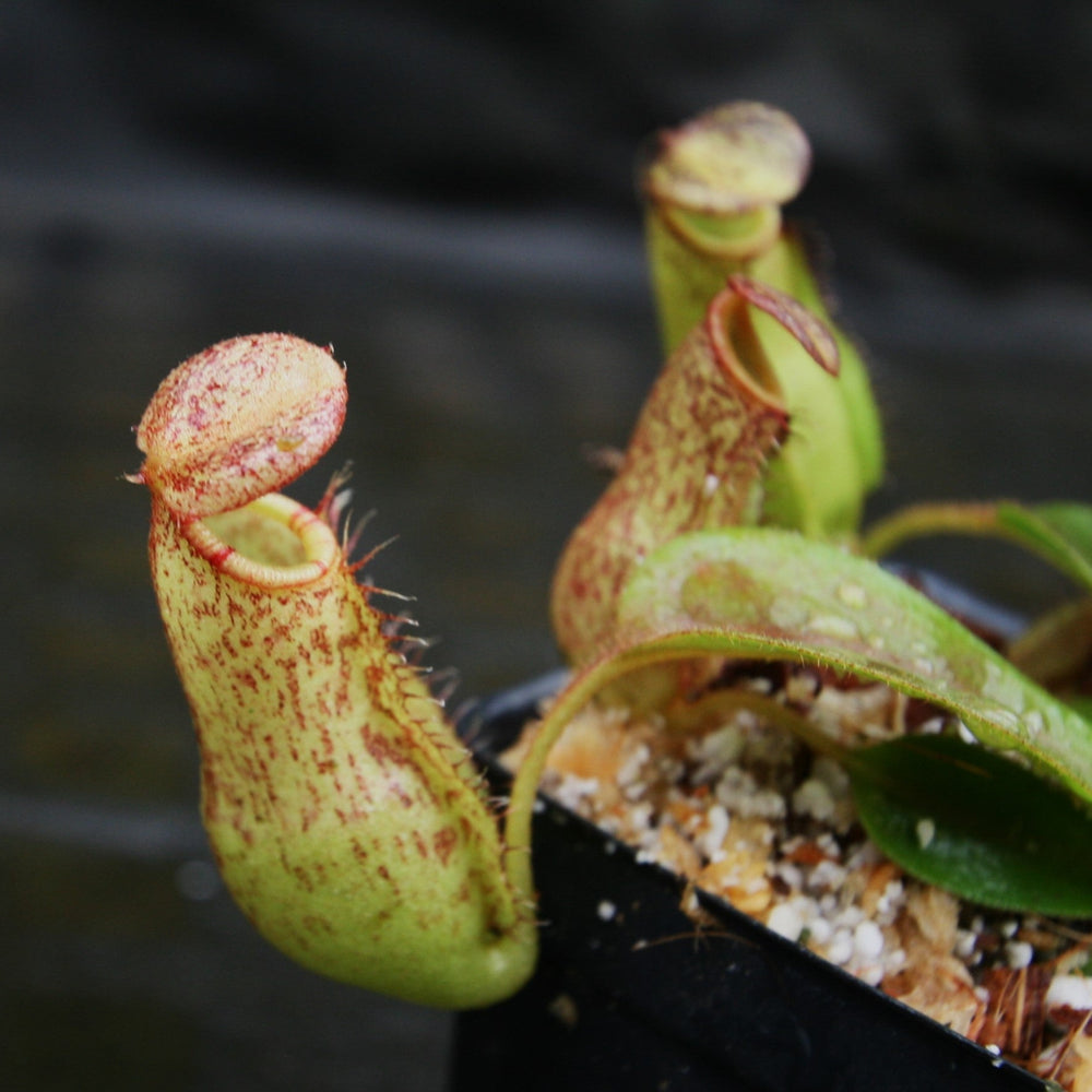 
                      
                        Nepenthes (spathulata x spectabilis) "BE Best" x veitchii "Cobra", CAR-0303 Wholesale
                      
                    