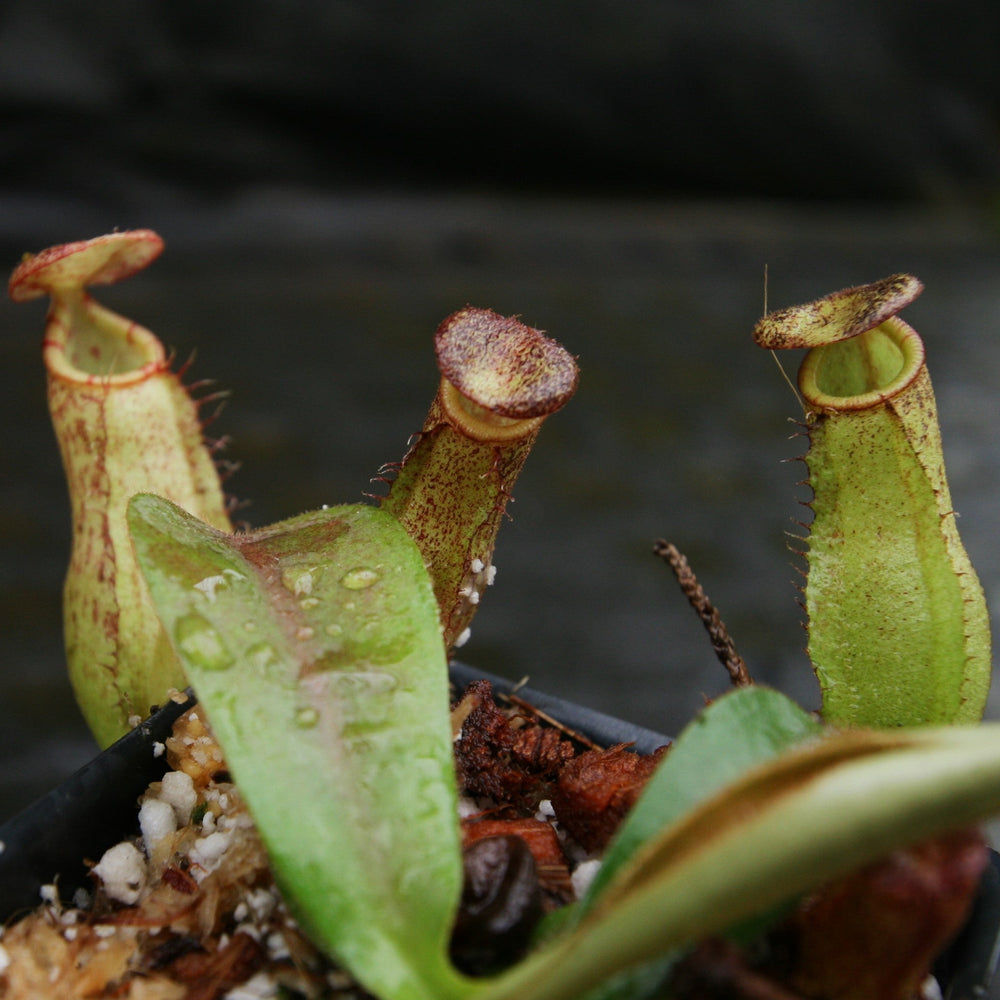 
                      
                        Nepenthes (spathulata x spectabilis) "BE Best" x veitchii "Cobra", CAR-0303 Wholesale
                      
                    