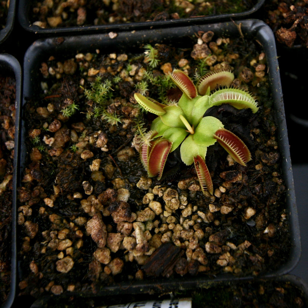 
                      
                        Venus Flytrap- Dionaea muscipula "Alien" Wholesale
                      
                    