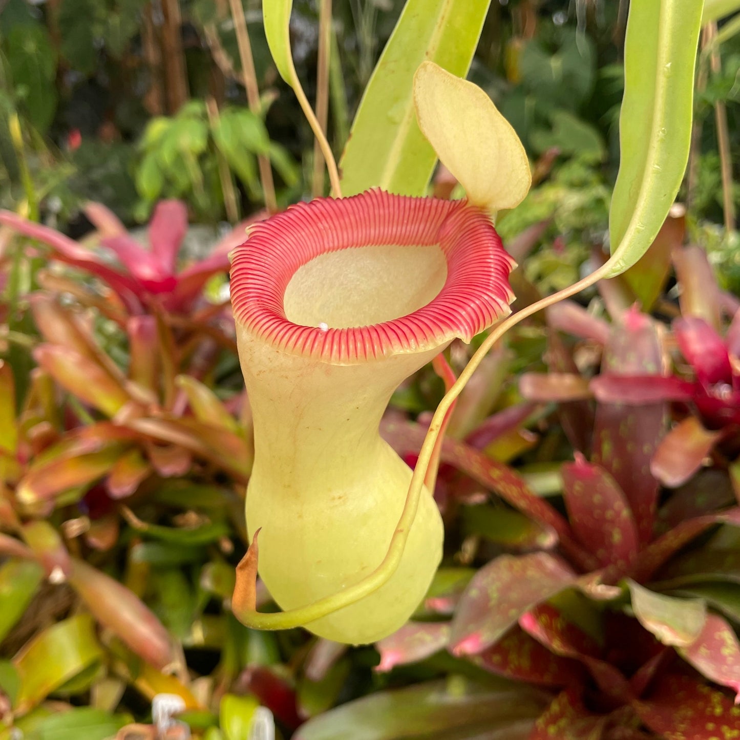 [A468] Nepenthes ventricosa Porcelain / Alba Clone:01 (small)