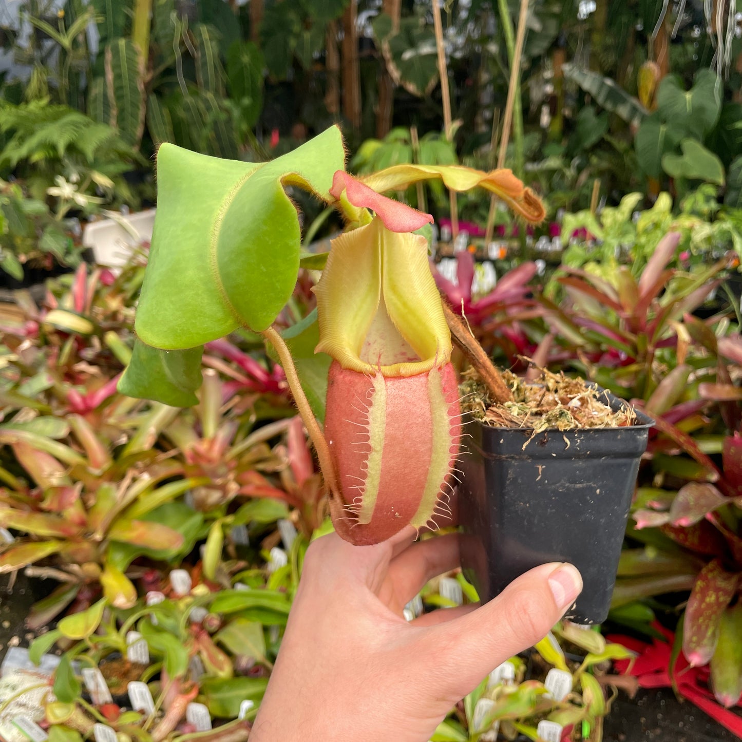 [A211] Nepenthes veitchii "Cobra" (Lg, Unpotted)