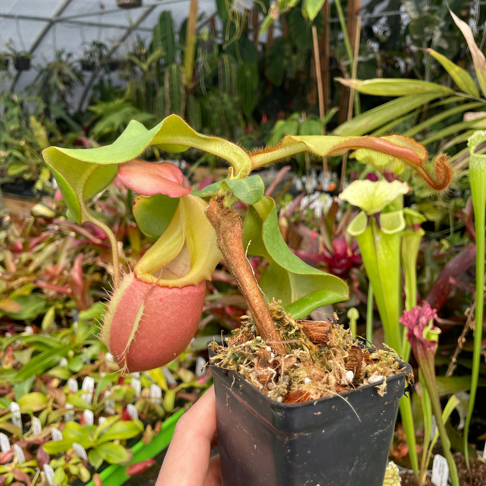 
                      
                        [A211] Nepenthes veitchii "Cobra" (Lg, Unpotted)
                      
                    