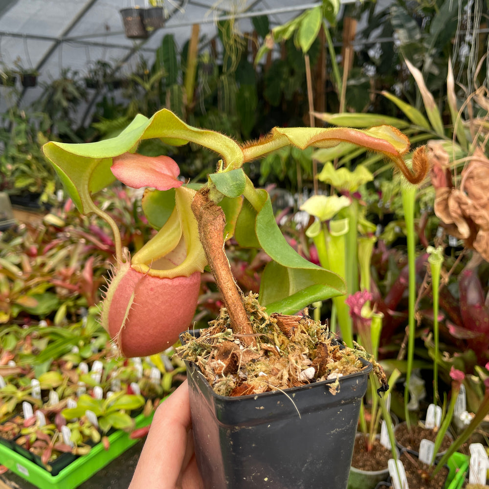 
                      
                        [A211] Nepenthes veitchii "Cobra" (Lg, Unpotted)
                      
                    