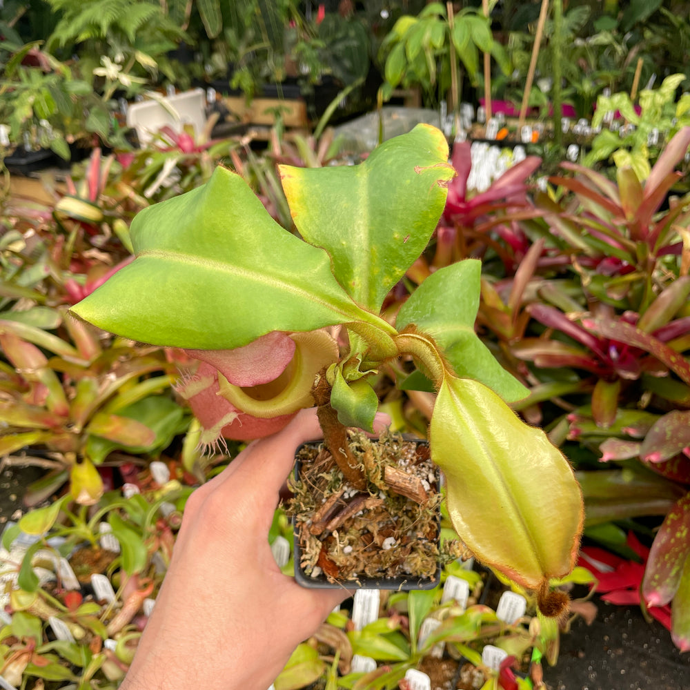 
                      
                        [A211] Nepenthes veitchii "Cobra" (Lg, Unpotted)
                      
                    