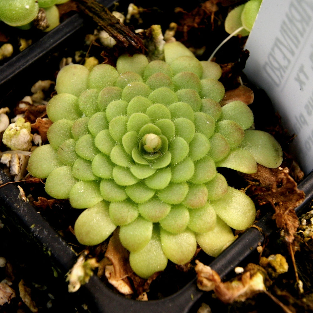 
                      
                        Pinguicula 'Hanka' Butterwort Wholesale
                      
                    