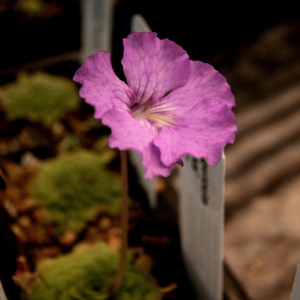 
                      
                        Pinguicula 'Hanka' Butterwort Wholesale
                      
                    