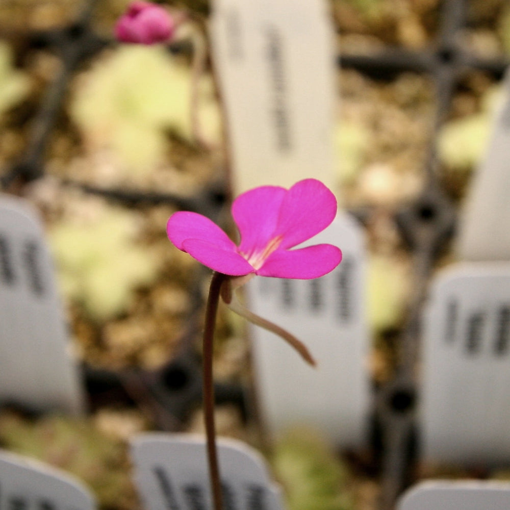 
                      
                        Pinguicula ehlersiae 'Victoria' Butterwort Tissue Culture Flask
                      
                    