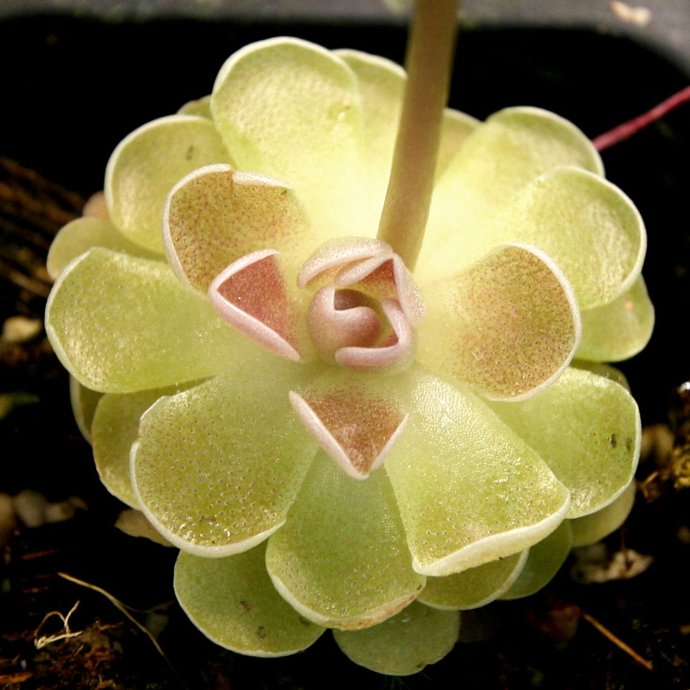 
                      
                        Pinguicula ehlersiae 'Victoria' Butterwort Tissue Culture Flask
                      
                    