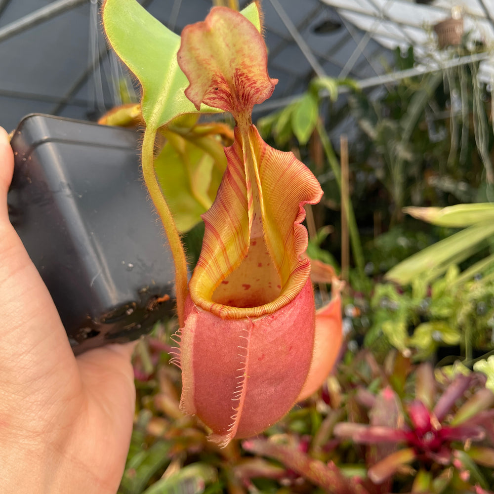 
                      
                        [A217] Nepenthes veitchii "Cobra" (Lg, Unpotted)
                      
                    