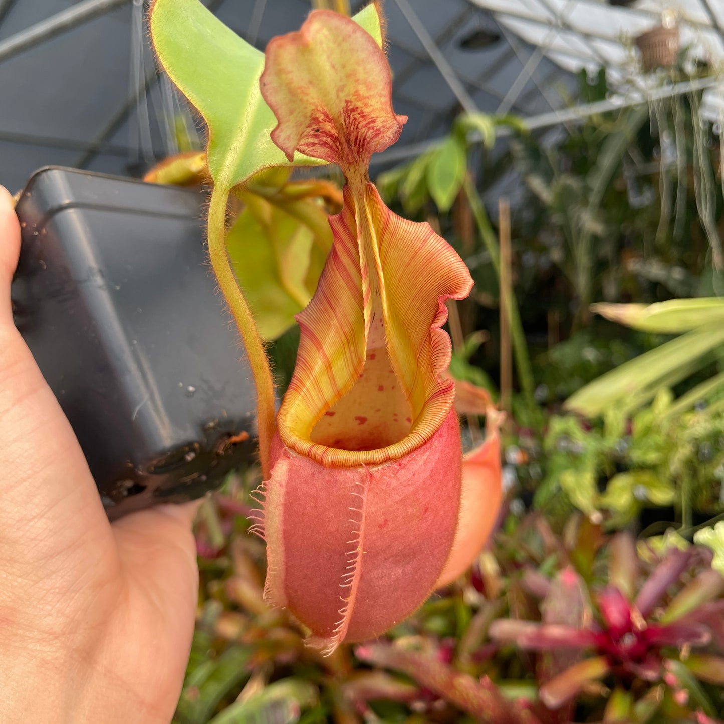 [A217] Nepenthes veitchii "Cobra" (Lg, Unpotted)