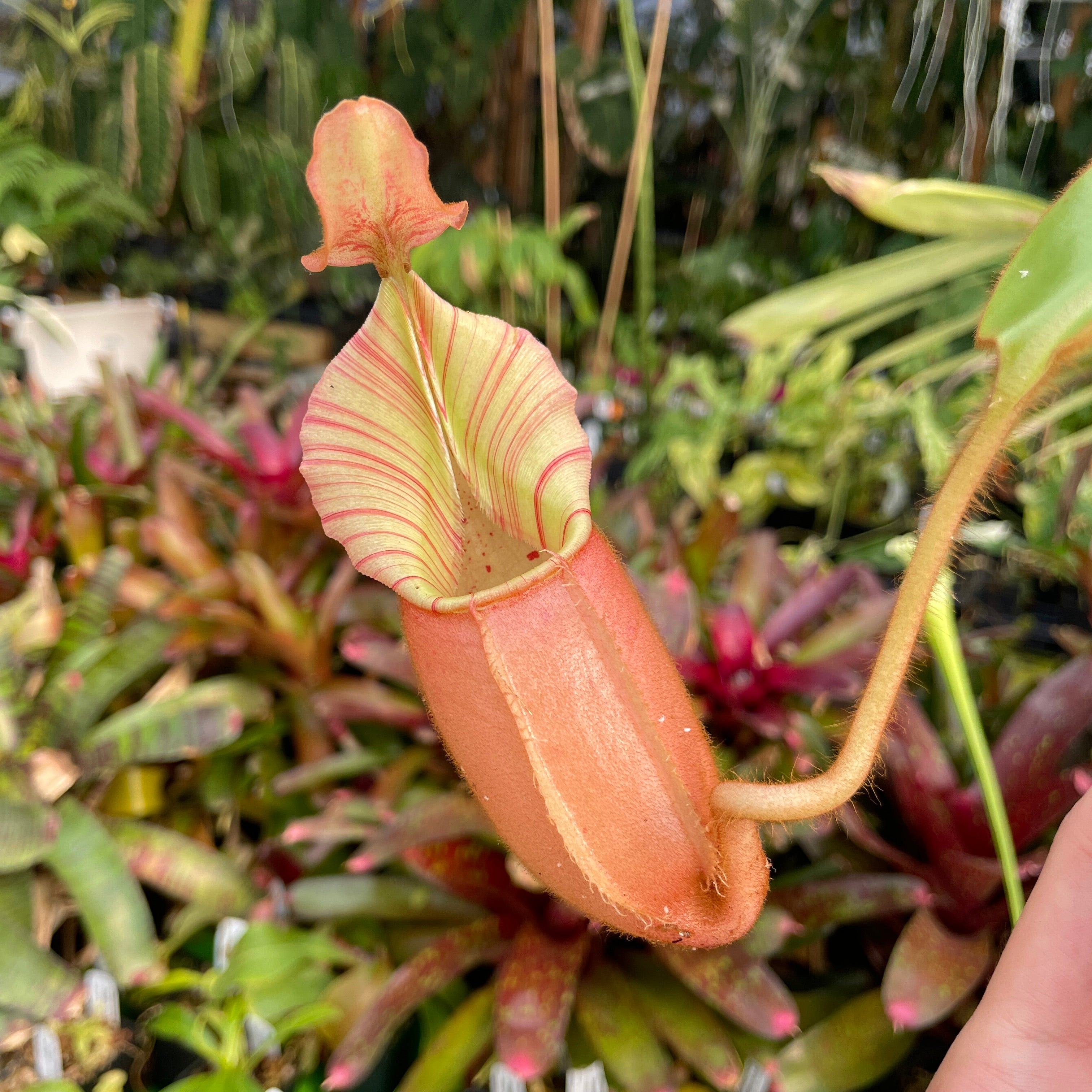 Nepenthes burkei x hamata, BE-3747 – Carnivero