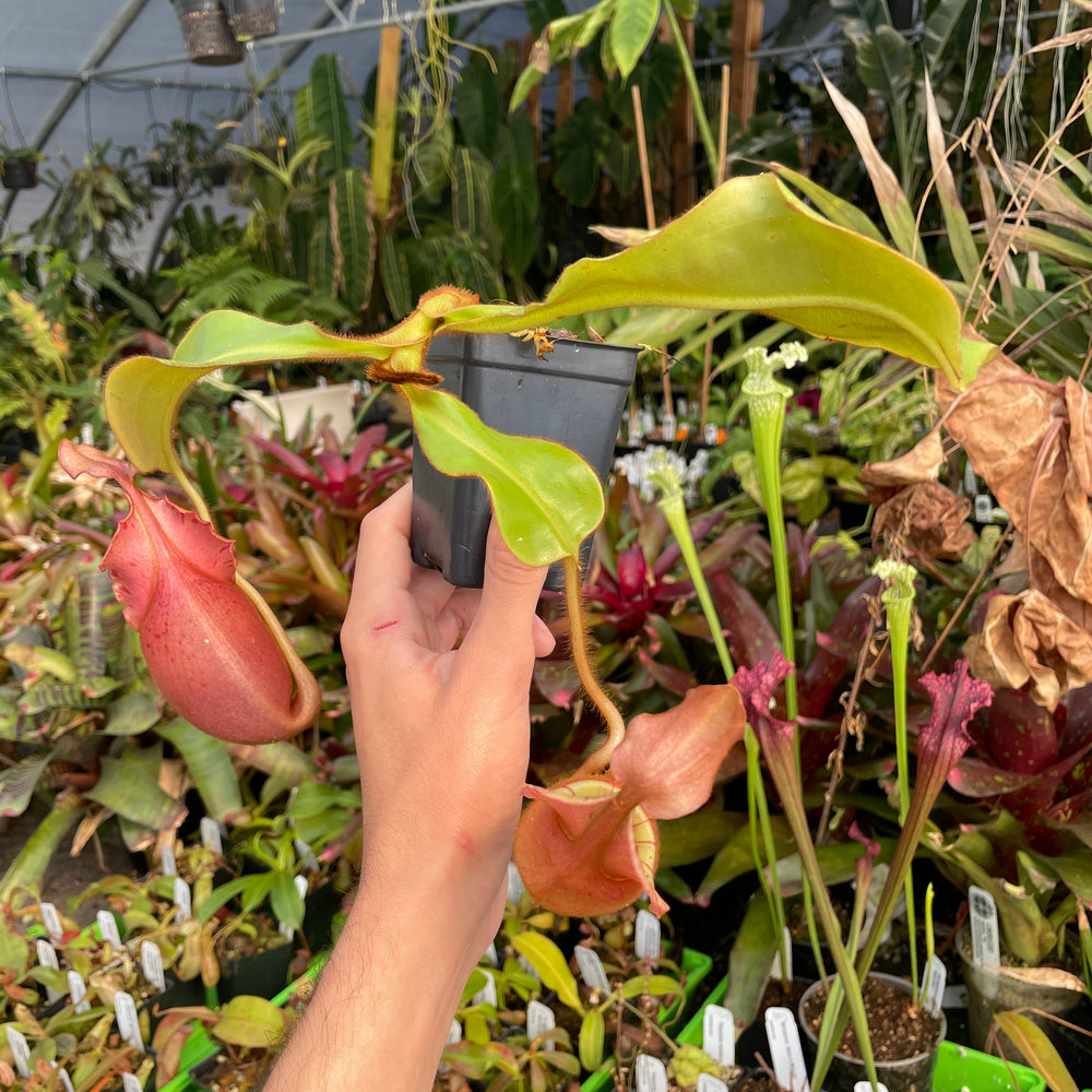 
                      
                        [A217] Nepenthes veitchii "Cobra" (Lg, Unpotted)
                      
                    