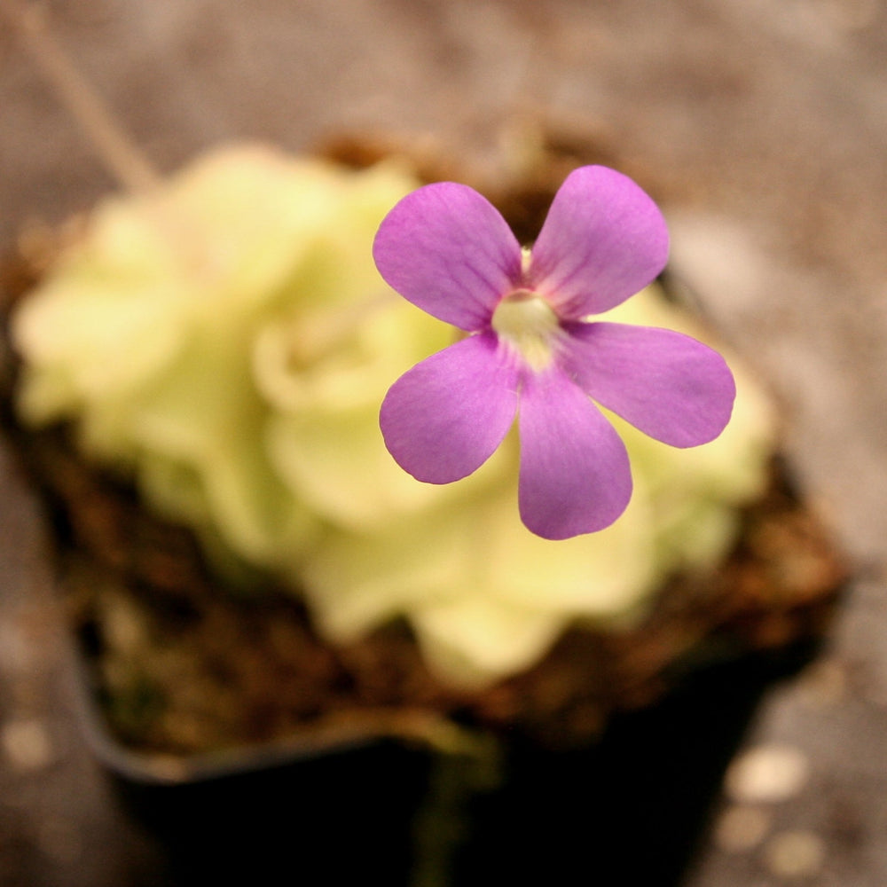 
                      
                        Pinguicula 'Pirouette' Butterwort Wholesale
                      
                    