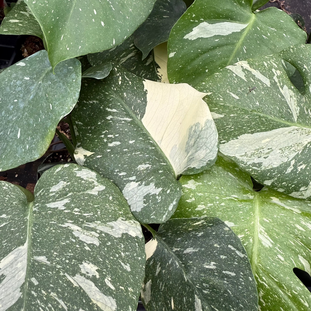 
                      
                        Monstera deliciosa 'Thai Constellation'
                      
                    