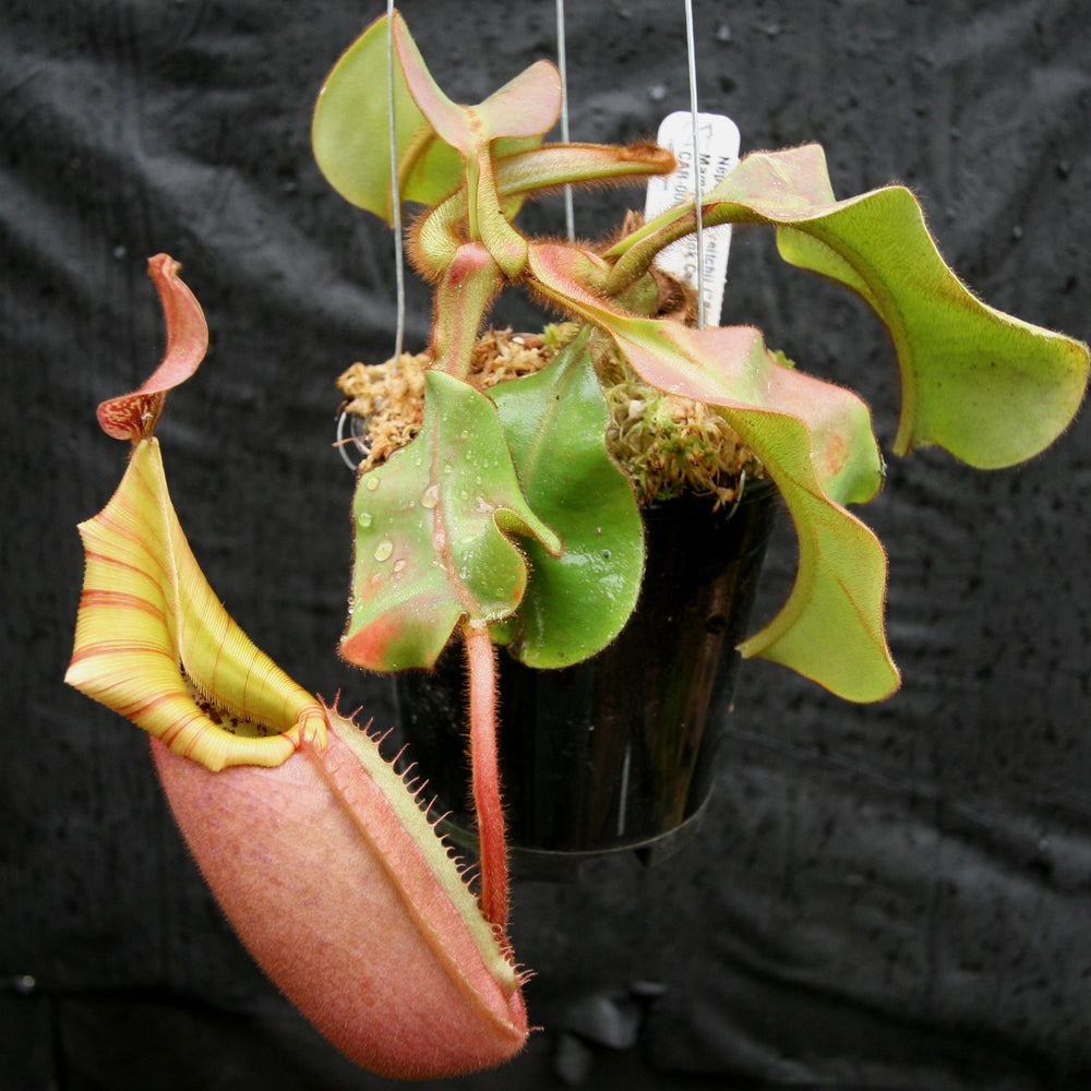 
                      
                         Nepenthes veitchii (k) “Big Mama” x “Pink Candy Cane” large squat striped peristome pitcher, Pitcher plant, carnivorous plant, collectors plant, large pitchers, rare nepenthes, terrarium plant, easy to grow nepenthes, beginner nepenthes, beginner pitcher plants, nepenthes hybrid, veitchii hybrid. 
                      
                    