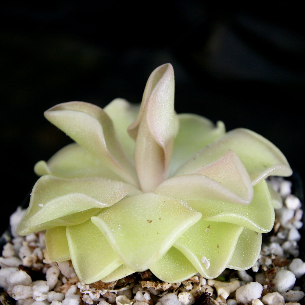 
                      
                        Pinguicula 'Pirouette' Butterwort Wholesale
                      
                    