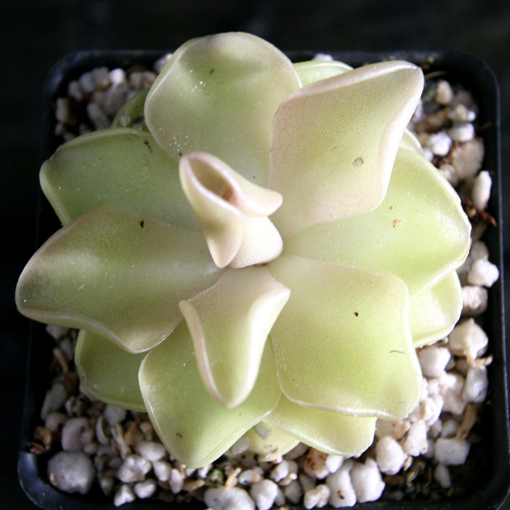 
                      
                        Pinguicula 'Pirouette' Butterwort Wholesale
                      
                    