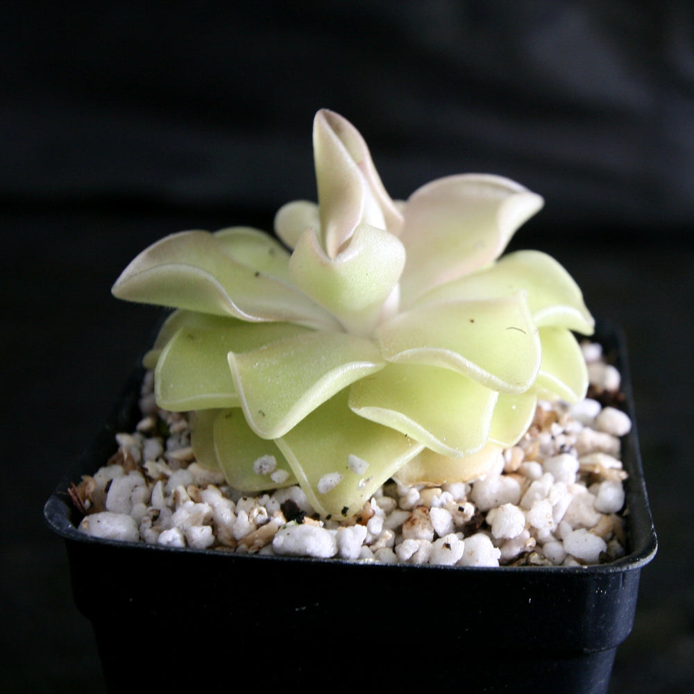 
                      
                        Pinguicula 'Pirouette' Butterwort Wholesale
                      
                    