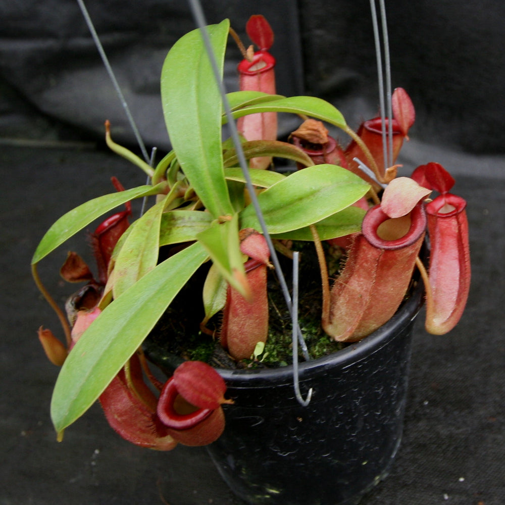 
                      
                        Nepenthes Lady Luck Wholesale
                      
                    