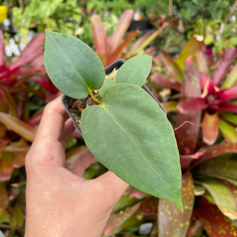 
                      
                        Anthurium antolakii (BVEP) x (antolakii x portillae), CAR-0429
                      
                    