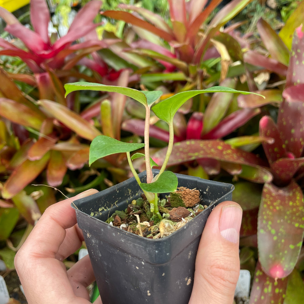 
                      
                        Anthurium antolakii (BVEP) x (antolakii x portillae), CAR-0429
                      
                    