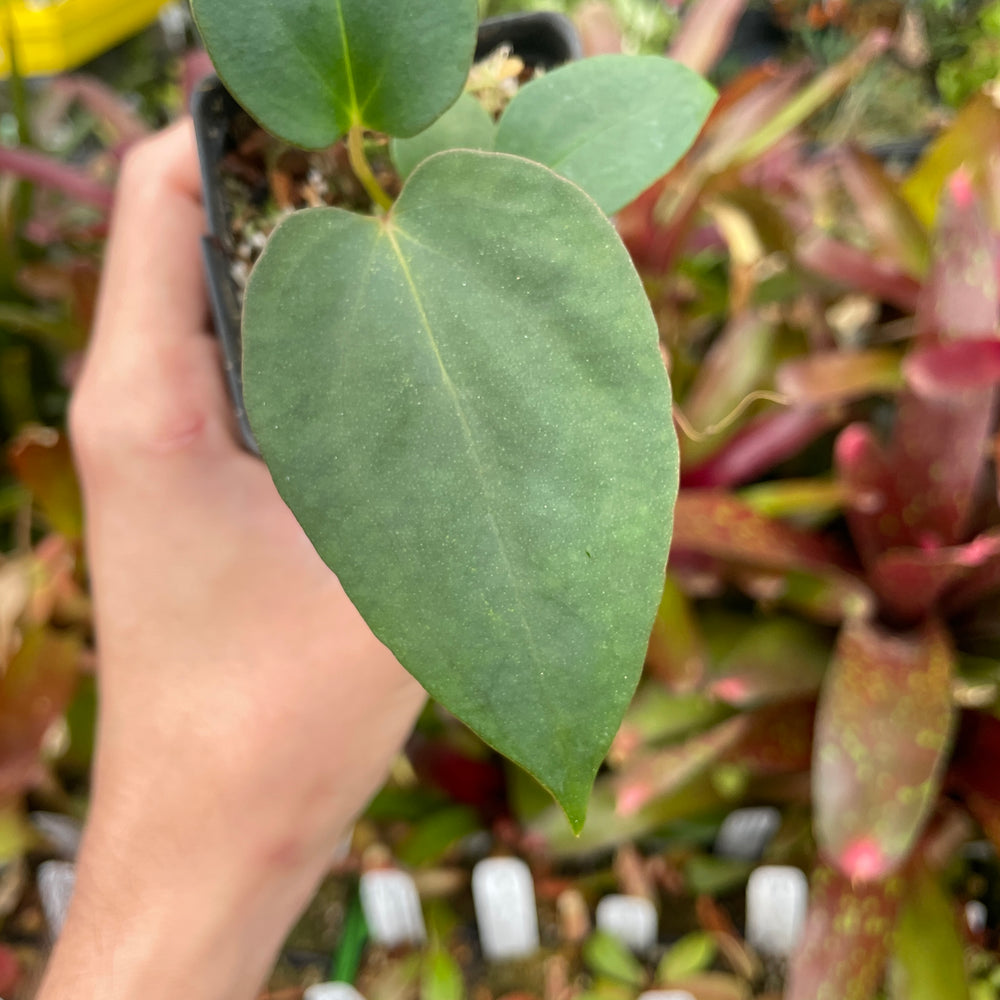 
                      
                        Anthurium antolakii (BVEP) x (antolakii x portillae), CAR-0429
                      
                    