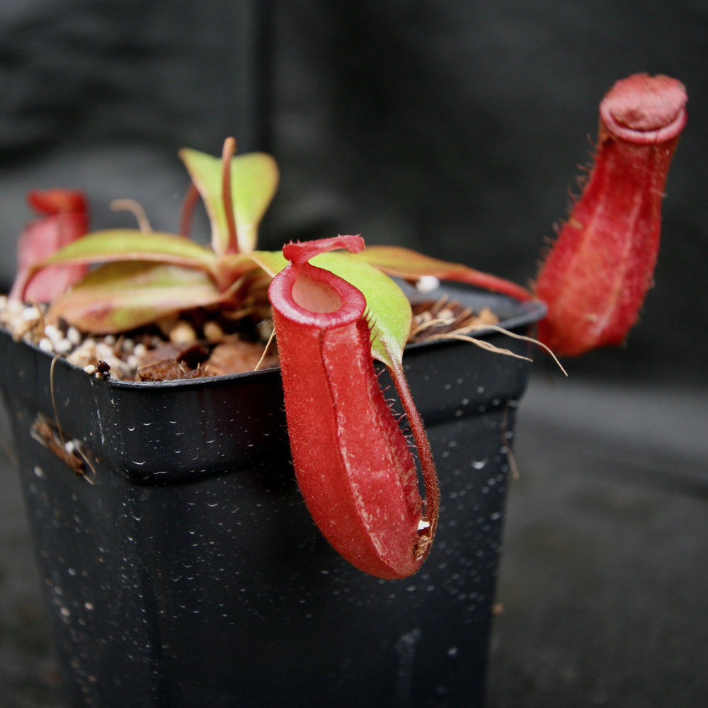 
                      
                        Nepenthes Lady Luck Wholesale
                      
                    