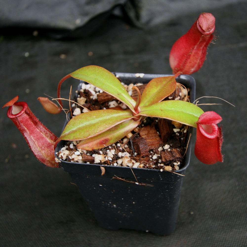 
                      
                        Nepenthes Lady Luck Wholesale
                      
                    