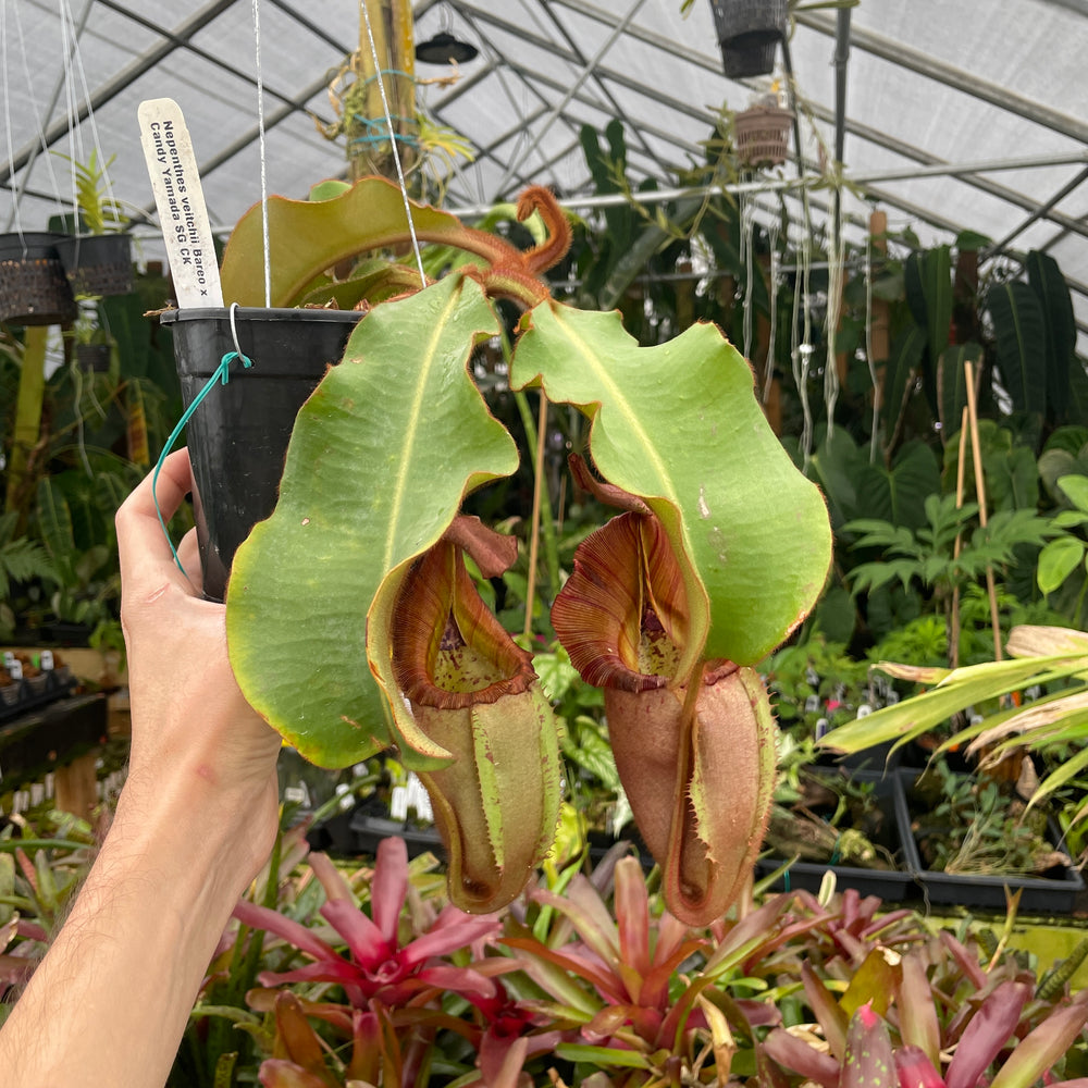 
                      
                        [A232] Nepenthes veitchii (Bareo x Candy Yamada) (XXL, unpotted)
                      
                    