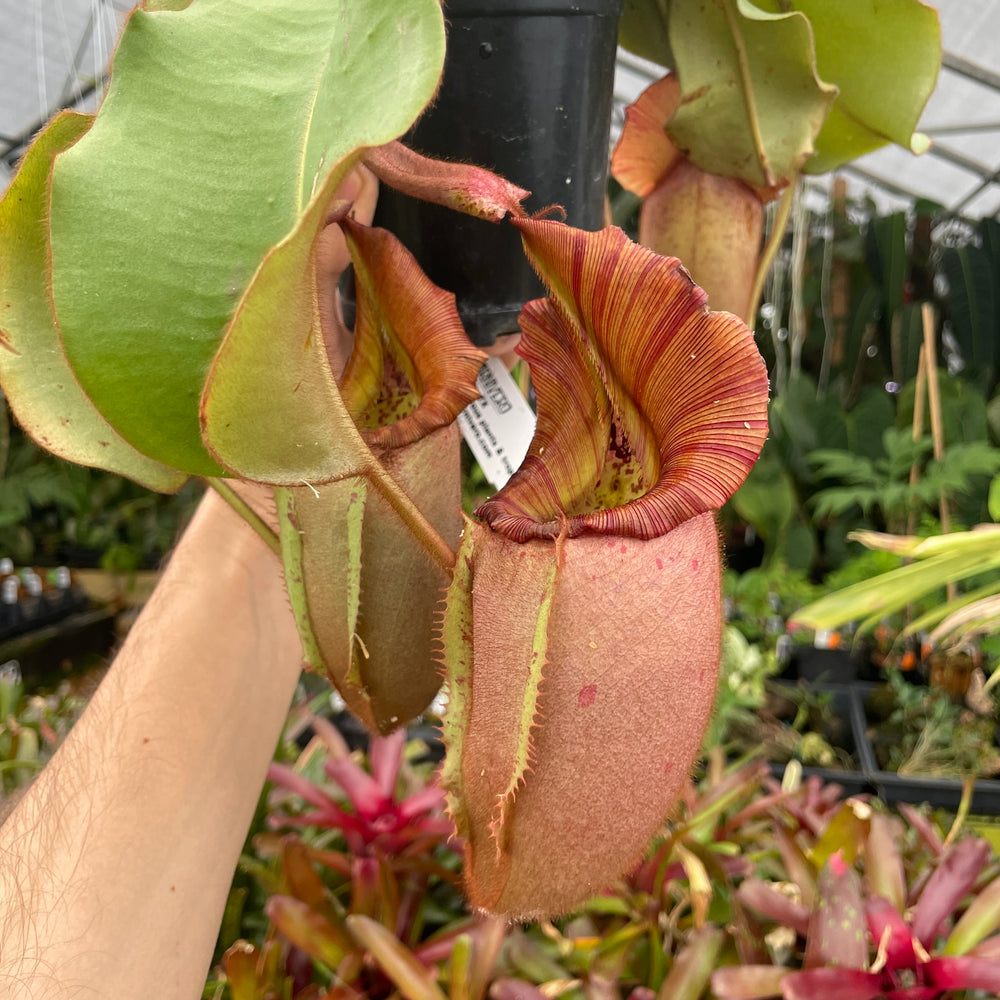 [A232] Nepenthes veitchii (Bareo x Candy Yamada) (XXL, unpotted)