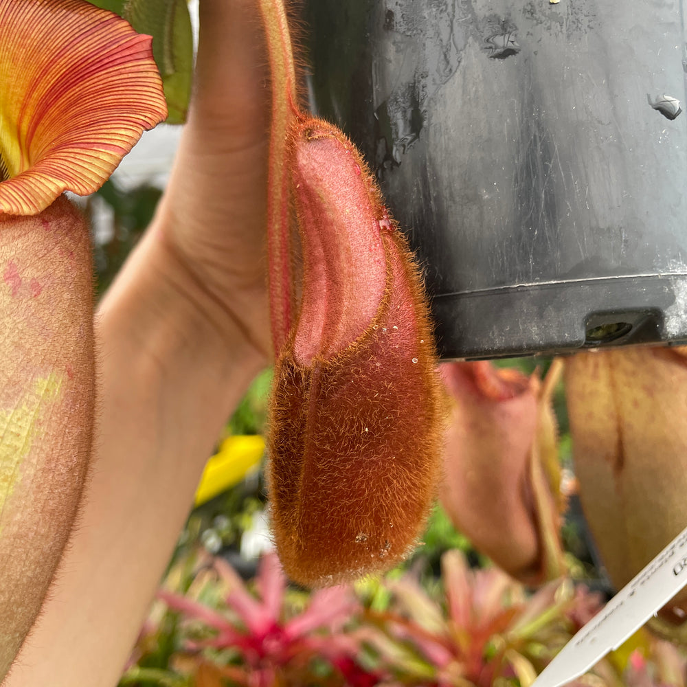 
                      
                        [A232] Nepenthes veitchii (Bareo x Candy Yamada) (XXL, unpotted)
                      
                    