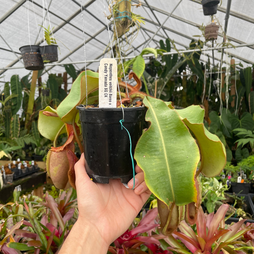 
                      
                        [A232] Nepenthes veitchii (Bareo x Candy Yamada) (XXL, unpotted)
                      
                    