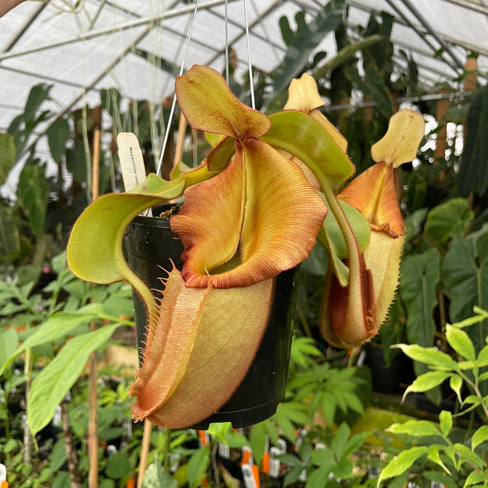 [A252] Nepenthes veitchii Bario NE32C (XL, unpotted)