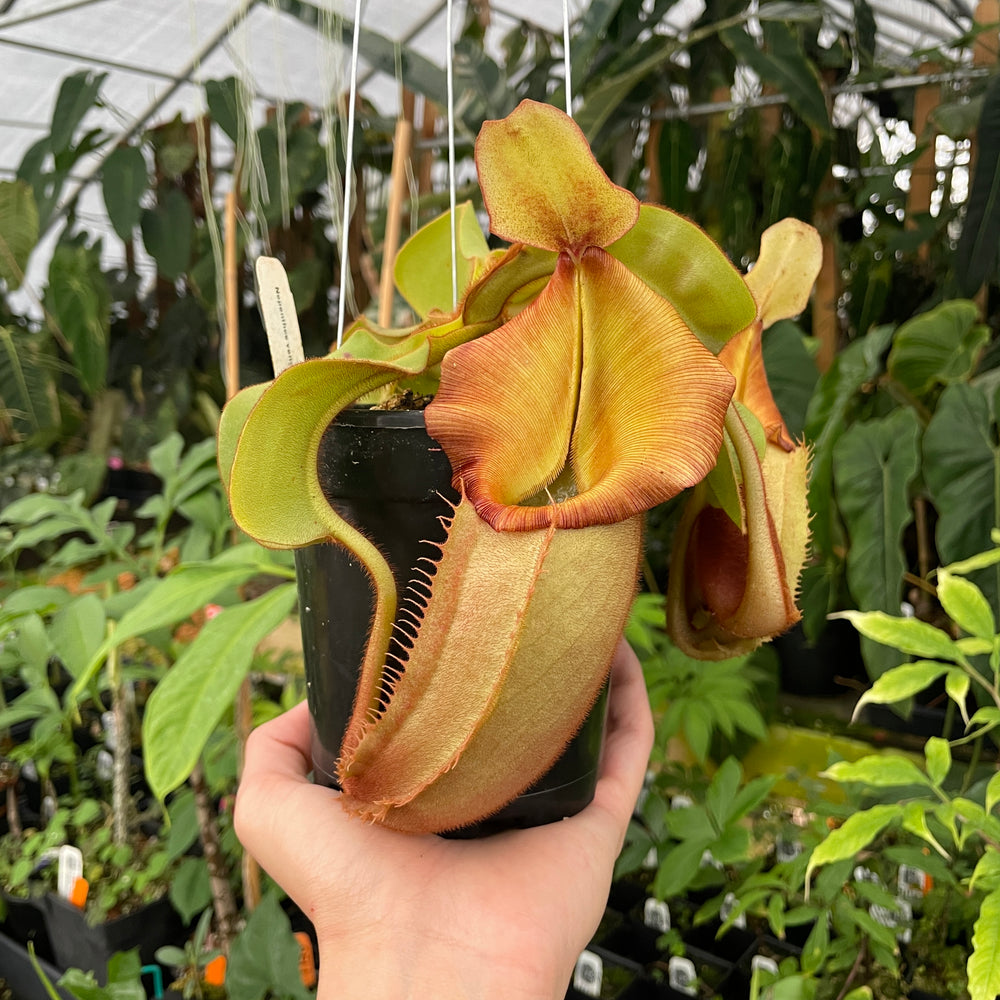 [A252] Nepenthes veitchii Bario NE32C (XL, unpotted)