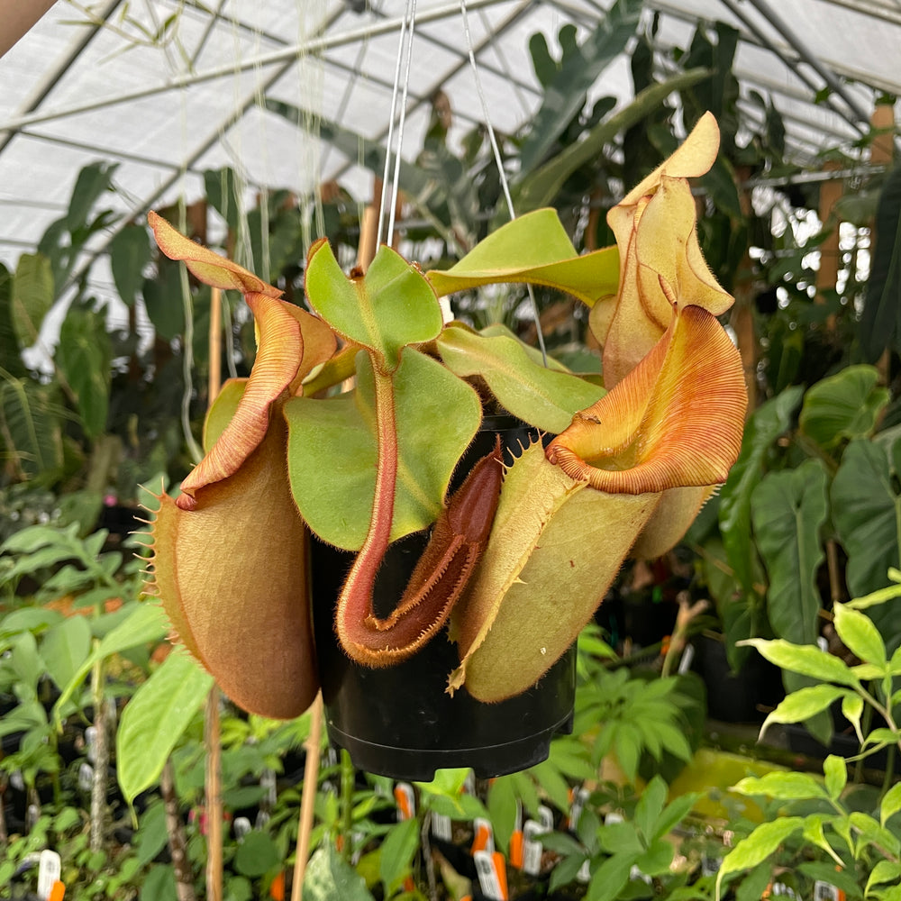 
                      
                        [A252] Nepenthes veitchii Bario NE32C (XL, unpotted)
                      
                    